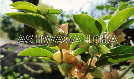 Ashwagandha