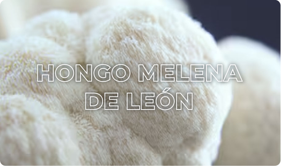 Hongo Melena De León